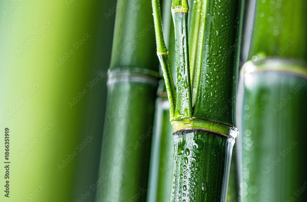 Obraz premium Fresh Bamboo with Rain Droplets - Natural Beauty Close-up