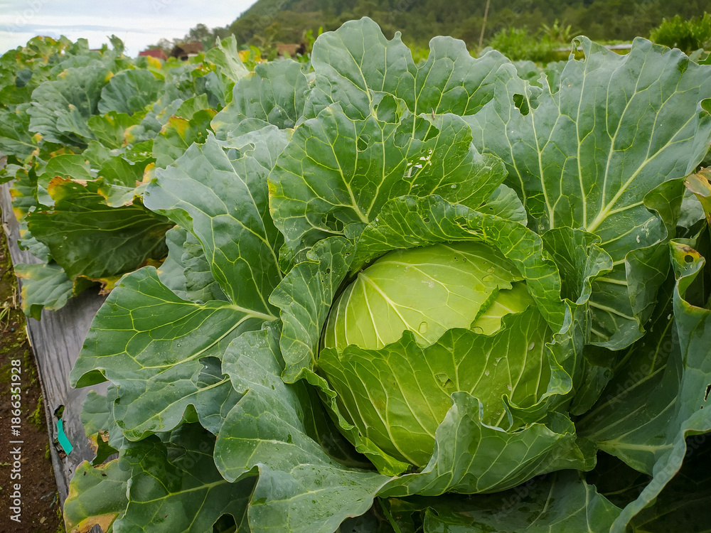 Naklejka premium Fresh cabbage that has not been harvested.