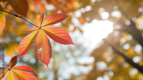 Vibrant autumn leaves glowing in warm sunlight with blurred background