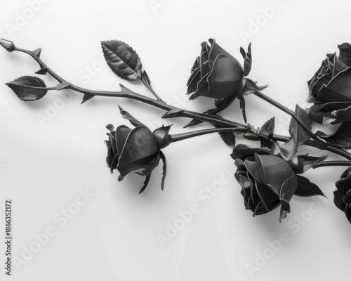 High contrast black rose branch with thorns minimalist studio shot white background vertical