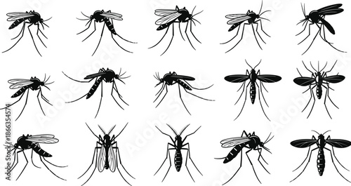 mosquito, insect, bug, pest, vector, silhouette, anatomy, flying, wildlife, nature, tropical, disease, malaria, dengue, zika, illustration, icon, set, collection, graphic