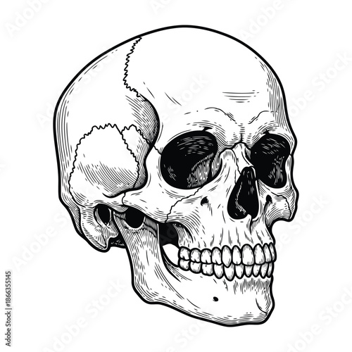 Vintage Engraving Style Human Skull Anatomy Illustration