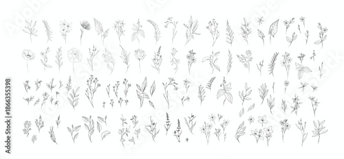 Set of detailed various flowers and foliage, intricate details and delicate forms. Hand drawn vector illustration with elegant botanical elements for invitation, save the date card