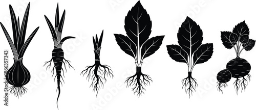 Set of root vegetables and plants silhouette vector illustration, showing onion, beet, radish, turnip, carrot, parsnip with leaves and taproots, gardening food healthy harvest