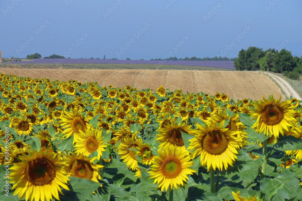 Fototapeta premium Champ de tournesols