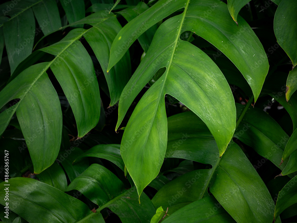 Fototapeta premium Close up texture of lush green tropical split leaves in rainforest garden, natural foliage background and botany ecology concept.