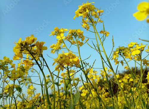 New growing plant of Mustard or Brassica with attractive blue sky background