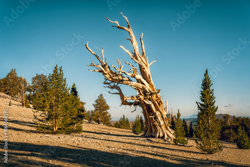 Ancient bristlecone pine tree, one of the oldest plant in the entire world during sunny day, growing at Patriarch Grove in White Mountains, California, USA