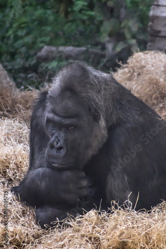 A large gorilla lying thoughtfully on straw, resting its head on its hand.