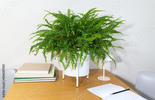 Boston fern Nephrolepis (Lat. Nephrolepis exaltata Bostoniensis) is a beautiful bushy, decorative houseplant on a wooden work table in the interior. Cozy comfortable home