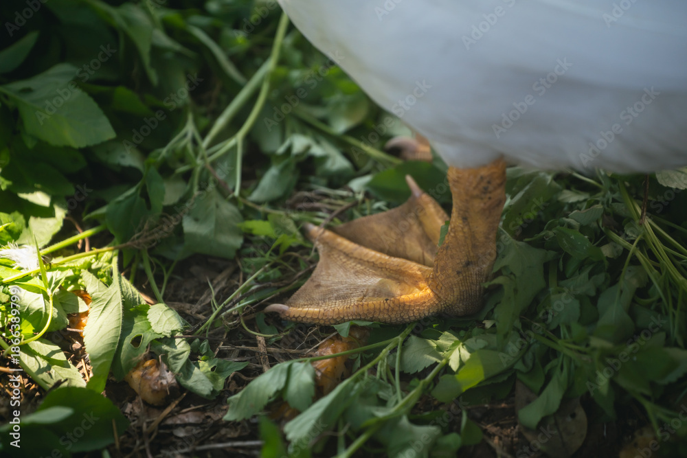 Fototapeta premium Close-Up View of a Duck's Foot Standing on Green Vegetation with Natural Light Highlighting the Texture and Detail of Its Webbed Toes