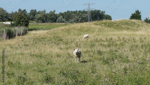 Fahrradwege und Schafe in den Dünen