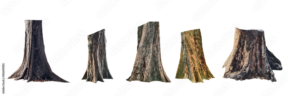 custom made wallpaper toronto digitalA collection of various tree stumps against an isolated background, showcasing the textures of the wood