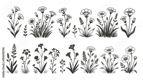Black and white vector silhouette collection of various wildflowers and meadow plants with stems, leaves and blooms.