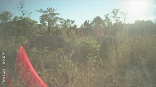 A group of white horned rhinos rhinoceros walking by in slo mo slow motion in African natural and forested landscape by Zimbabwe Matobo National Park and hills in the bush