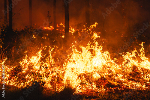 Controlled burn in a longleaf pine forest in North Carolina