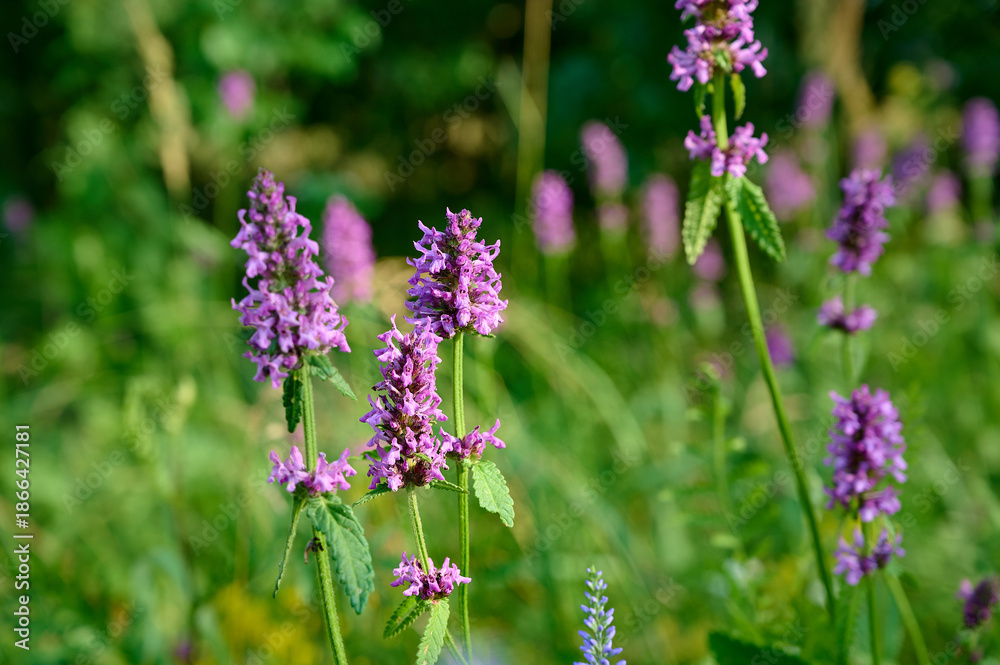 Obraz premium Blooming Betonica officinalis. Medicinal plants, herbs in the garden.
