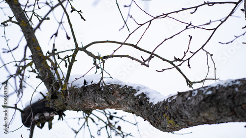 Snow-covered tree branch with dry winter twigs against a bright sky. Natural texture of bark, subtle moss and minimalistic winter atmosphere create a calm seasonal scene.