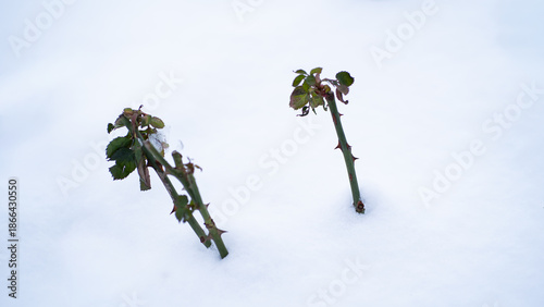 Young rose stems with thorns emerging from fresh white snow. Winter garden detail with minimalistic composition and natural contrast of green foliage against a cold snowy background.