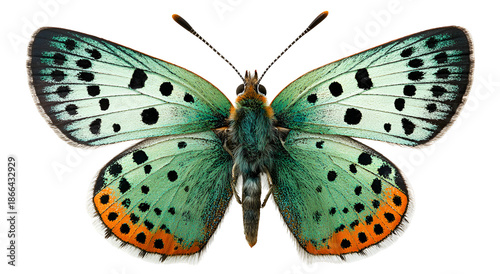 Vibrant butterfly with turquoise wings, black spots, and orange edges, symmetrical, open