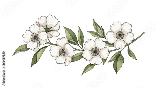 Watercolor White Anemone Flower and Green Leaf Branch Illustration