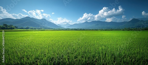 A vast, vibrant green rice field stretches towards distant mountains under a bright blue sky with white clouds