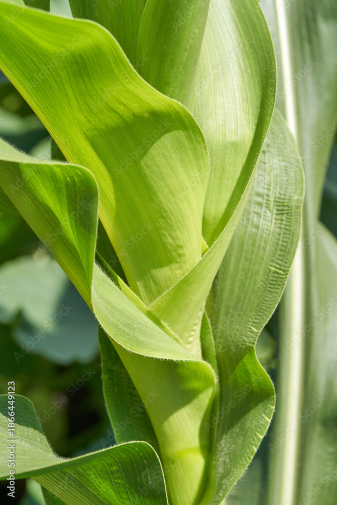 Obraz premium Close up of vibrant green corn leaves in sunlight highlighting texture and growth patterns.
