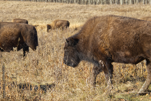 Close up of Plains Bison