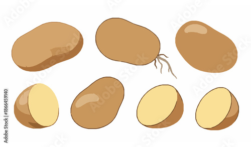 Botanical fresh potato vector illustration set isolated on white background for organic food packaging