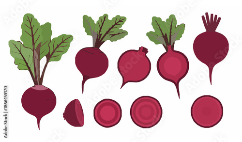 Fresh beetroot vegetable vector set isolated on white background for healthy food design