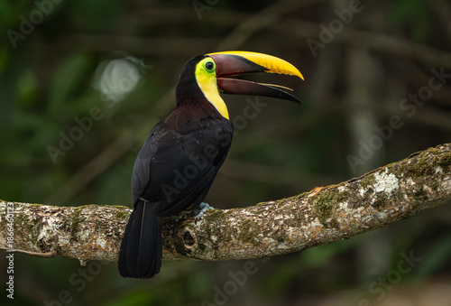 The Chestnut-mandibled Toucan, also called Swainson's Toucan, is a large, iconic bird in Costa Rica