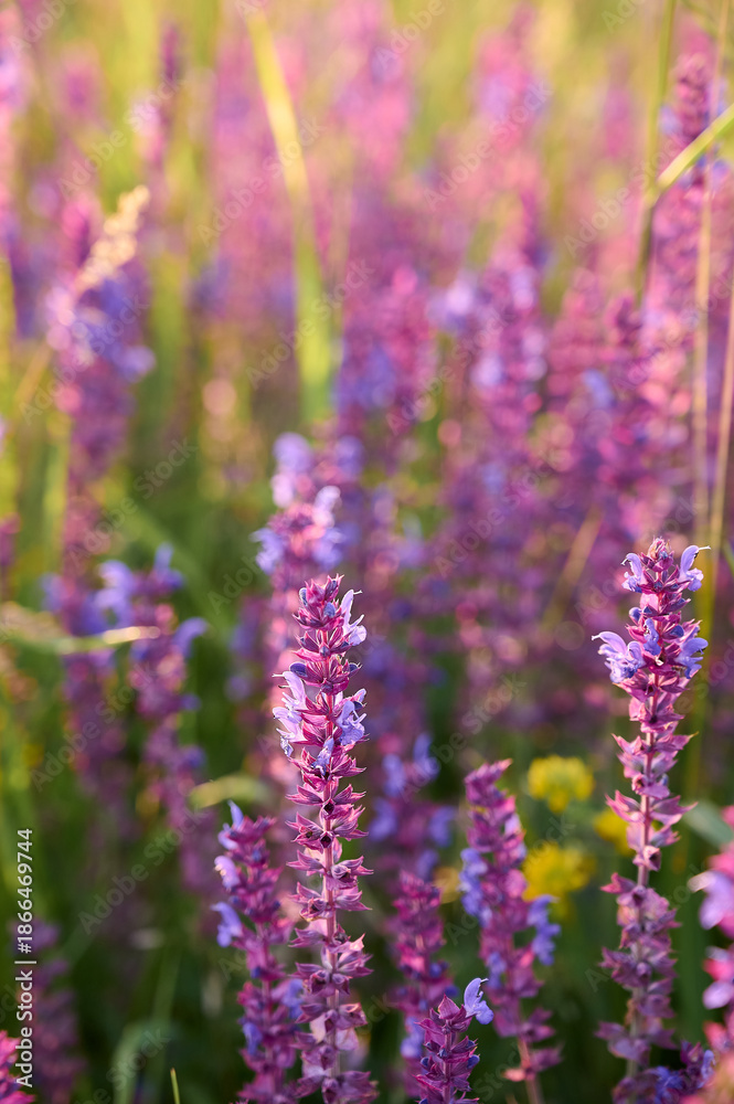 Naklejka premium Purple sage flowers blooms in the summer meadow.