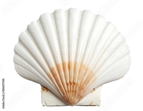 Natural seashell clam shell isolated on white background high resolution picture