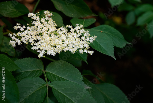 Black elderberry (Sambucus nigra) bloom in nature.