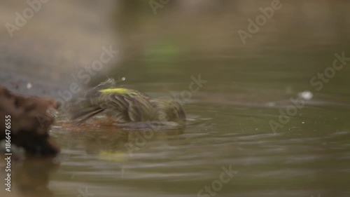 Common chaffinch (Fringilla coelebs) bird is standing in shallow water, taking a refreshing bath in a small forest pond, with its reflection visible on the water surface in Spain - stock video