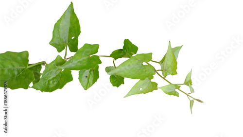 Green Leafy Plant Branch Isolated on White Background, Natural Foliage