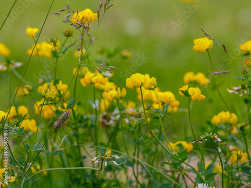 Schilderij op canvas The horned lotus ( Latin- Lotus corniculatus ) is a species of perennial herbace