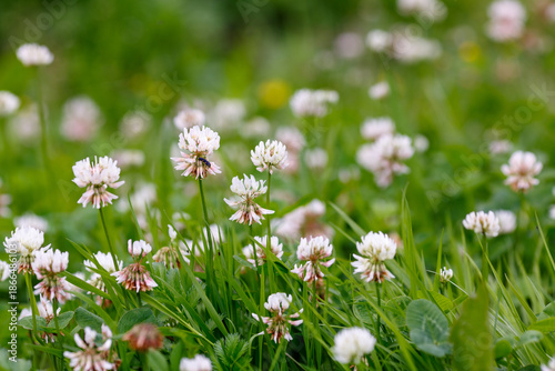 фотографія Dutch Clover, или White Clover, или Creeping Amoria ( лат