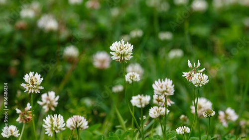Obraz na plátně Dutch Clover, или White Clover, или Creeping Amoria ( лат
