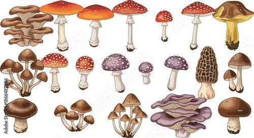 Various cartoon mushrooms in colorful rows — diverse species with unique shapes and colors for botanical or educational illustration