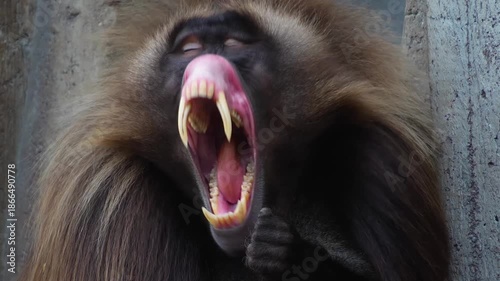 Close up slow motion of a large male baboon monkey head showing off his teeth on a cloudy spring day