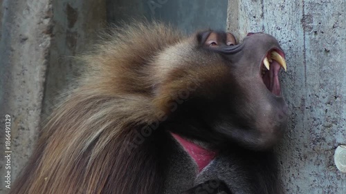 Close up slow motion of a large male baboon monkey head showing off his teeth on a cloudy spring day