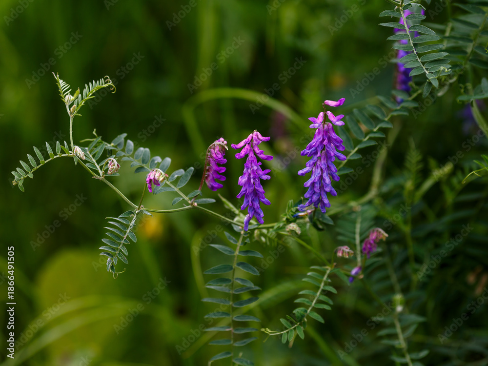 Obraz premium Vicia cracca is a perennial herbaceous plant, a species of the genus Vicia of the legume family Fabaceae . A valuable forage and honey plant