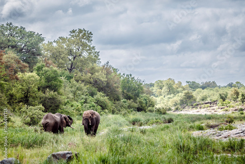 Two African bush elephants in green riverbed scenery in Greater Kruger National park, South Africa ; Specie Loxodonta africana family of Elephantidae