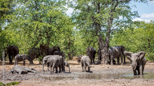 African bush elephant group enjoying waterhole in Greater Kruger National park, South Africa ; Specie Loxodonta africana family of Elephantidae