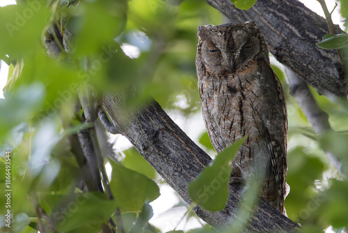 Tableau sur toile Otus scops