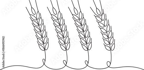 four wheat ears in a line on white background