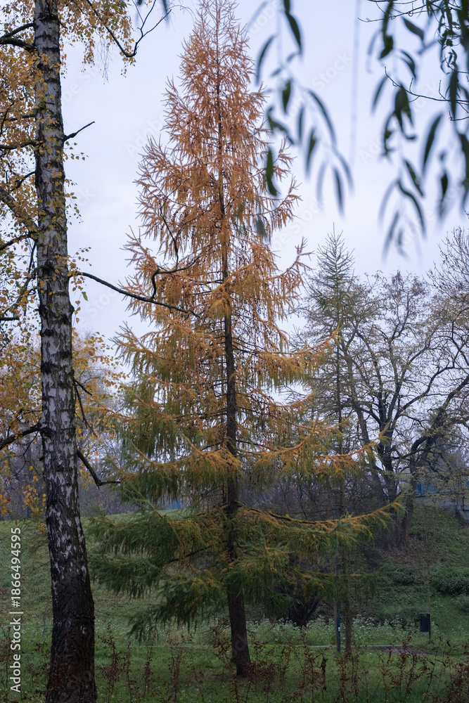 Fototapeta premium Autumn larch tree with golden needles in natural landscape