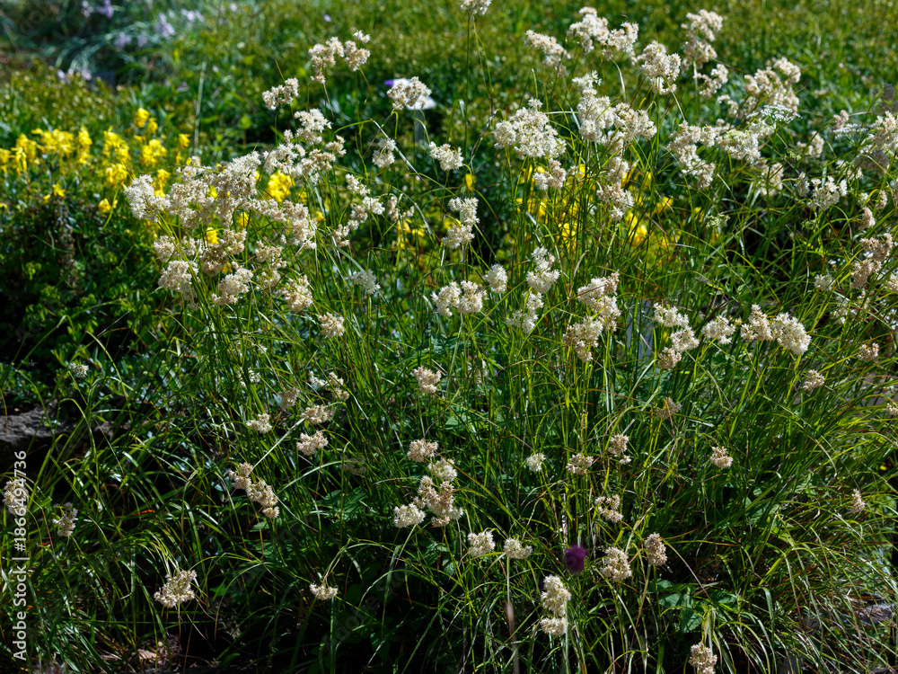 Fototapeta premium Snowy rhizome ( Latin- Luzula nivea ) is a species of flowering plant of the genus Luzula of the family Juncaceae