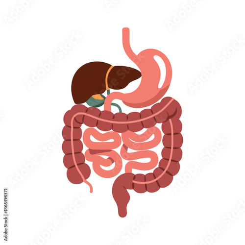An illustration of the human digestive system including the stomach, liver, and intestines.